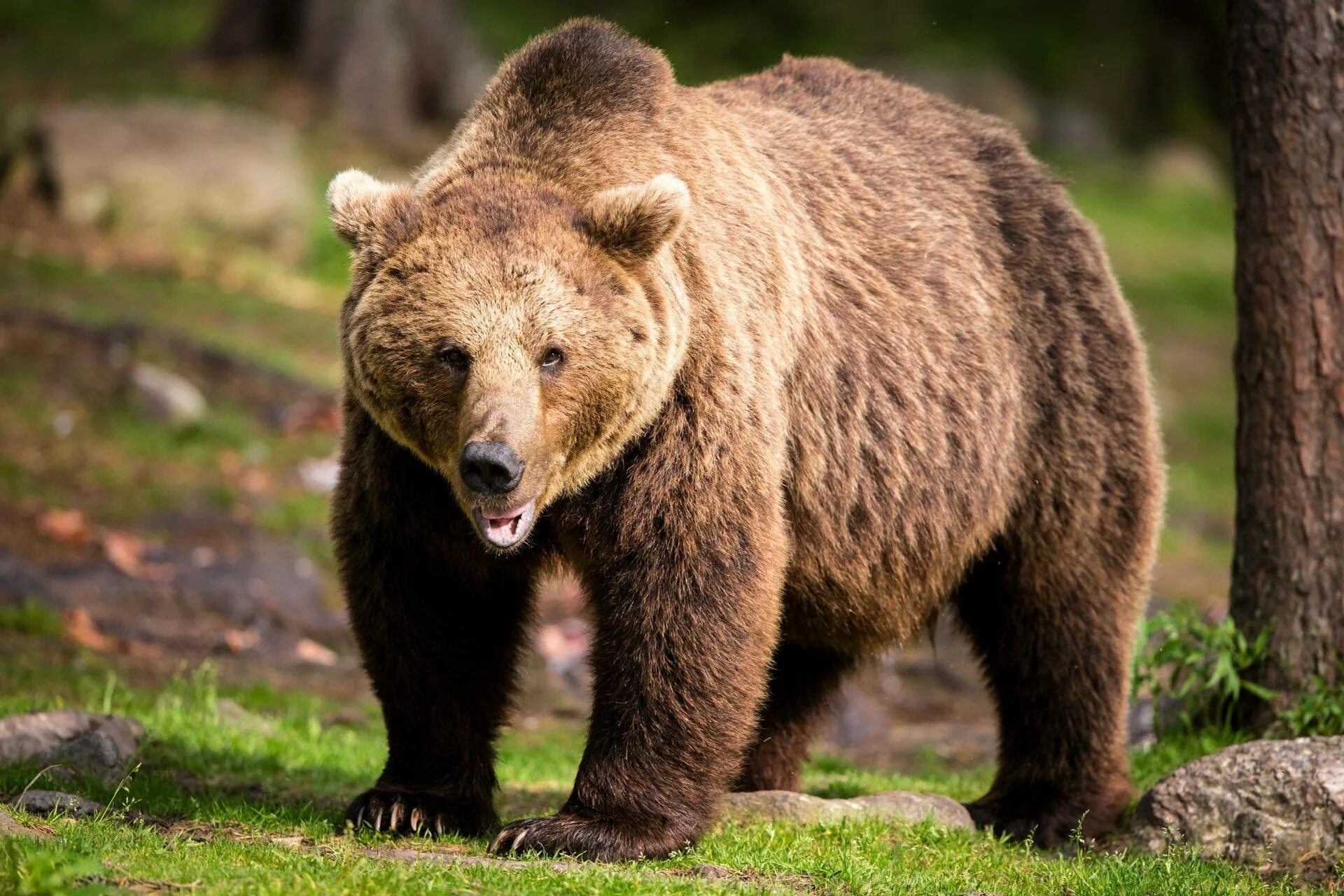 Russian animal. Апеннинский бурый медведь. Гризли и бурый медведь. Russian animal. Russian animal.