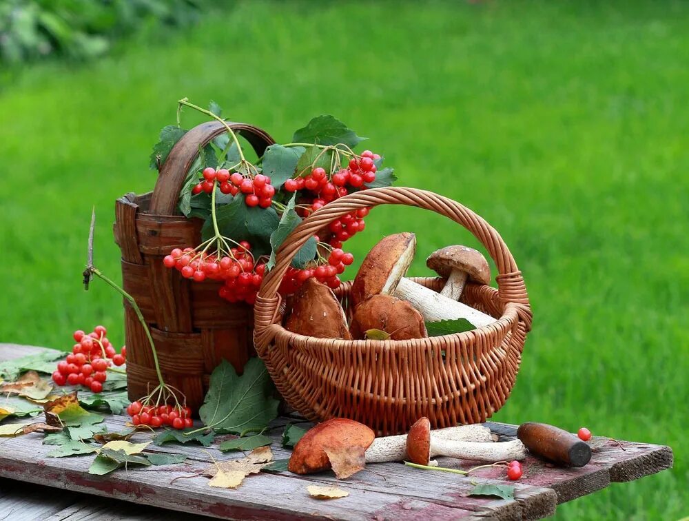 корзинка с грибами и ягодами. осеннее доброе утро в огороде. утро урожай. август природа. поле пшеницы.