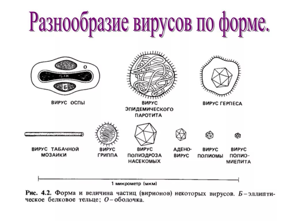 Вирусы относятся к форме жизни. Классификация вирусов по форме вириона. Схема строения вирусов и типы. Разнообразие размеров вирусов. Строение вириона рисунок.