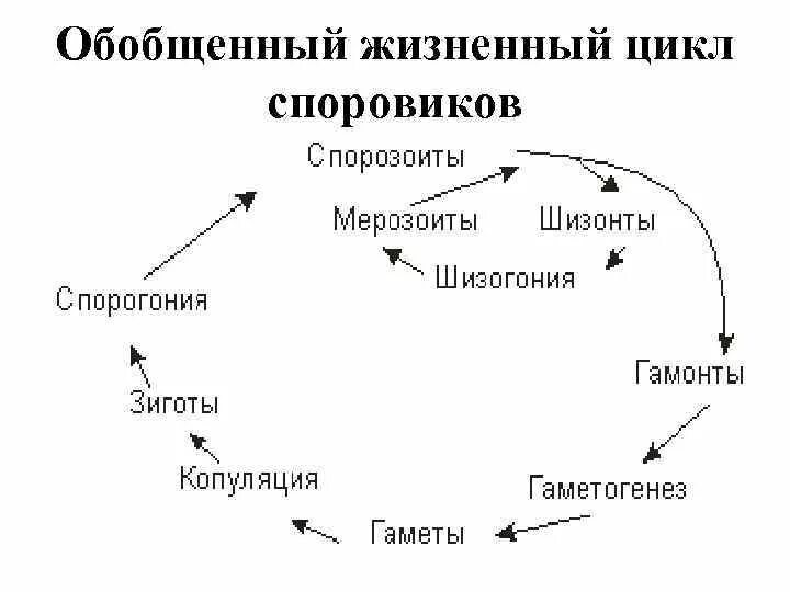 Общая схема жизненный цикл споровиков. Цикл развития простейших схемы. Цикл развития споровиков. Жизненный цикл жизни споровиков. Простейшие этапы развития