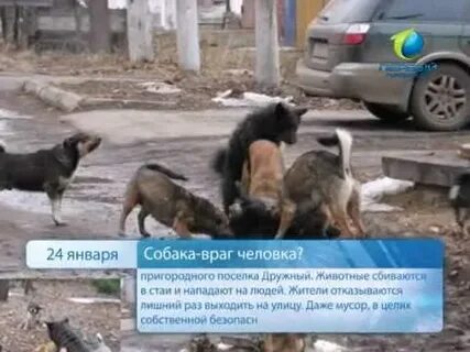 Враги собаки