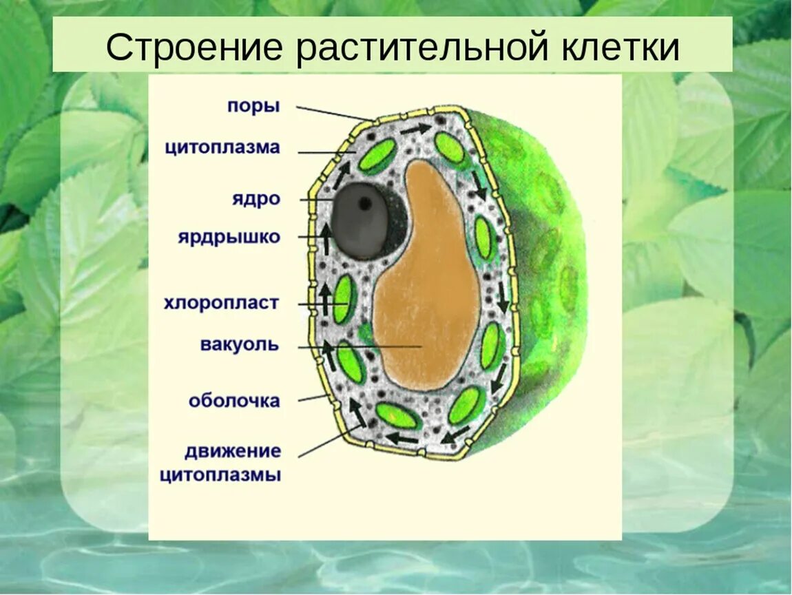 Какая основная часть клетки. Схема растительной клетки 5 класс биология. Рисунок растительной клетки 5 класс биология. Схема строения клетки растения. Строение растительной клетки рисунок.