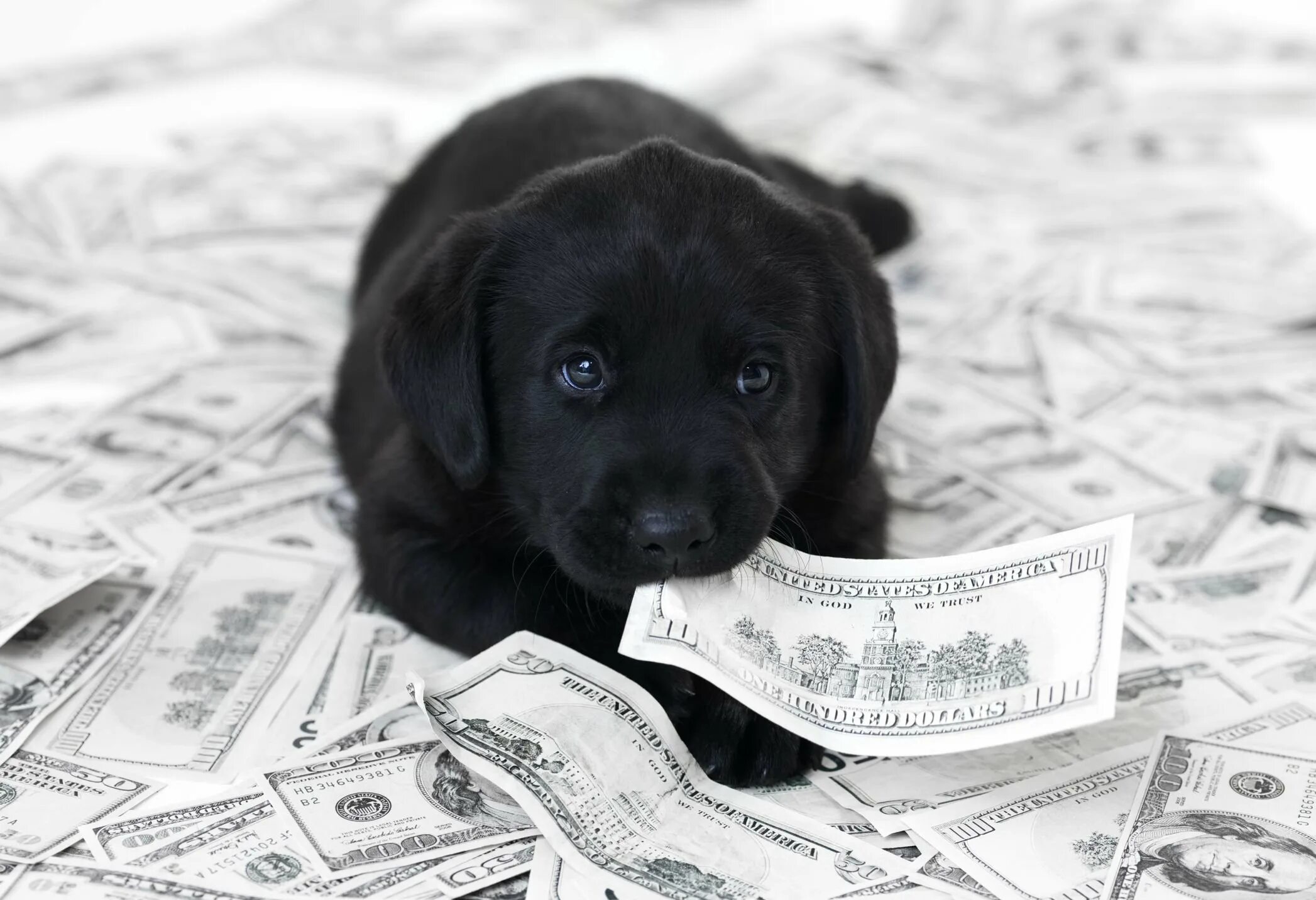 Щенок с деньгами. Животные с деньгами. Собачьи деньги. Купюры с собаками. Money pet