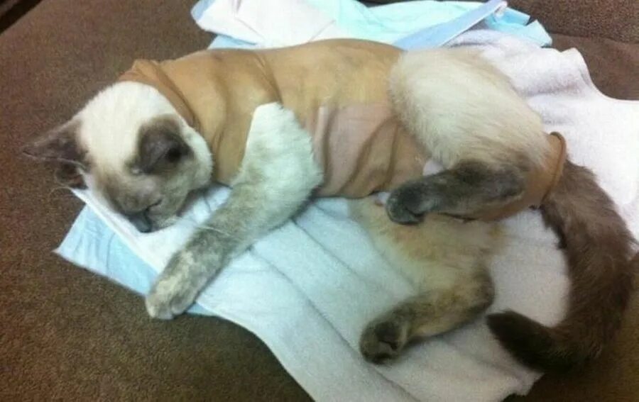 Кошке после операции одевают. Кошачий бандаж для стерилизации. Послеоперационные штаны для кота. Попона для кота после кастрации. Бандаж для кошки после стерилизации.