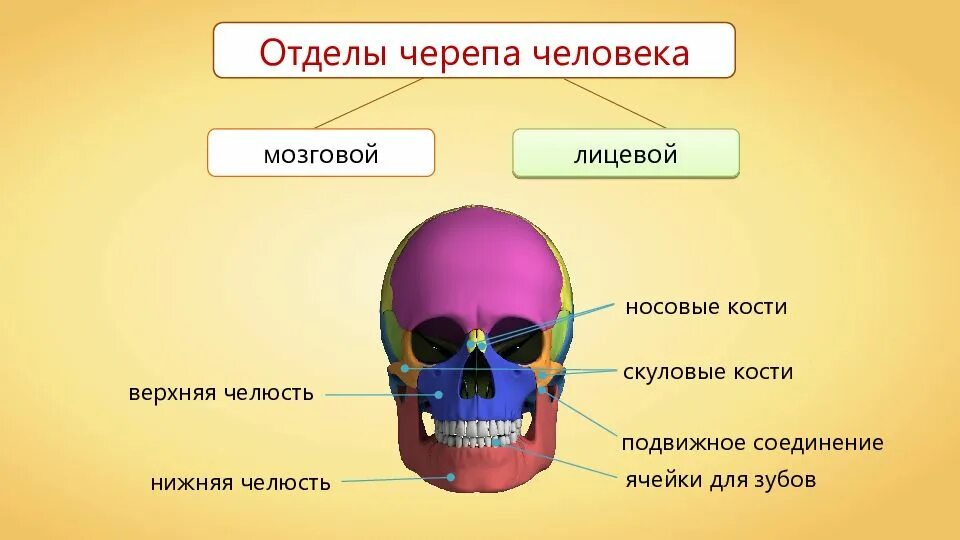 Отделы скелета человека череп. Строение черепа человека мозговой и лицевой отделы. Скелет головы кости мозгового и лицевого черепа. Скелет черепа человека лицевой отдел. Отдел скелета череп особенности строения функции