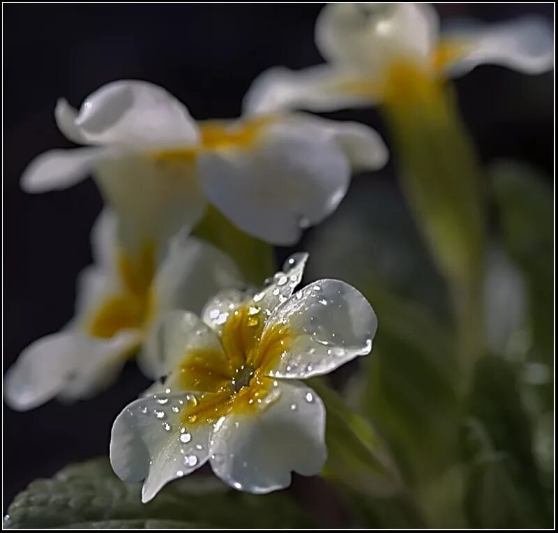 Hensy слезы и цветы. Слезы ангела цветок. Цветок слезы Христа. Макросъемка природа. Женские слезы цветок.