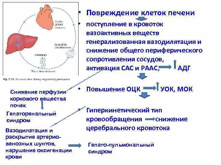 Сердечно печеночная недостаточность. Патогенез гепаторенального синдрома. Повреждение клеток печени. Печеночная недостаточность. Проявления печеночной недостаточности патофизиология.