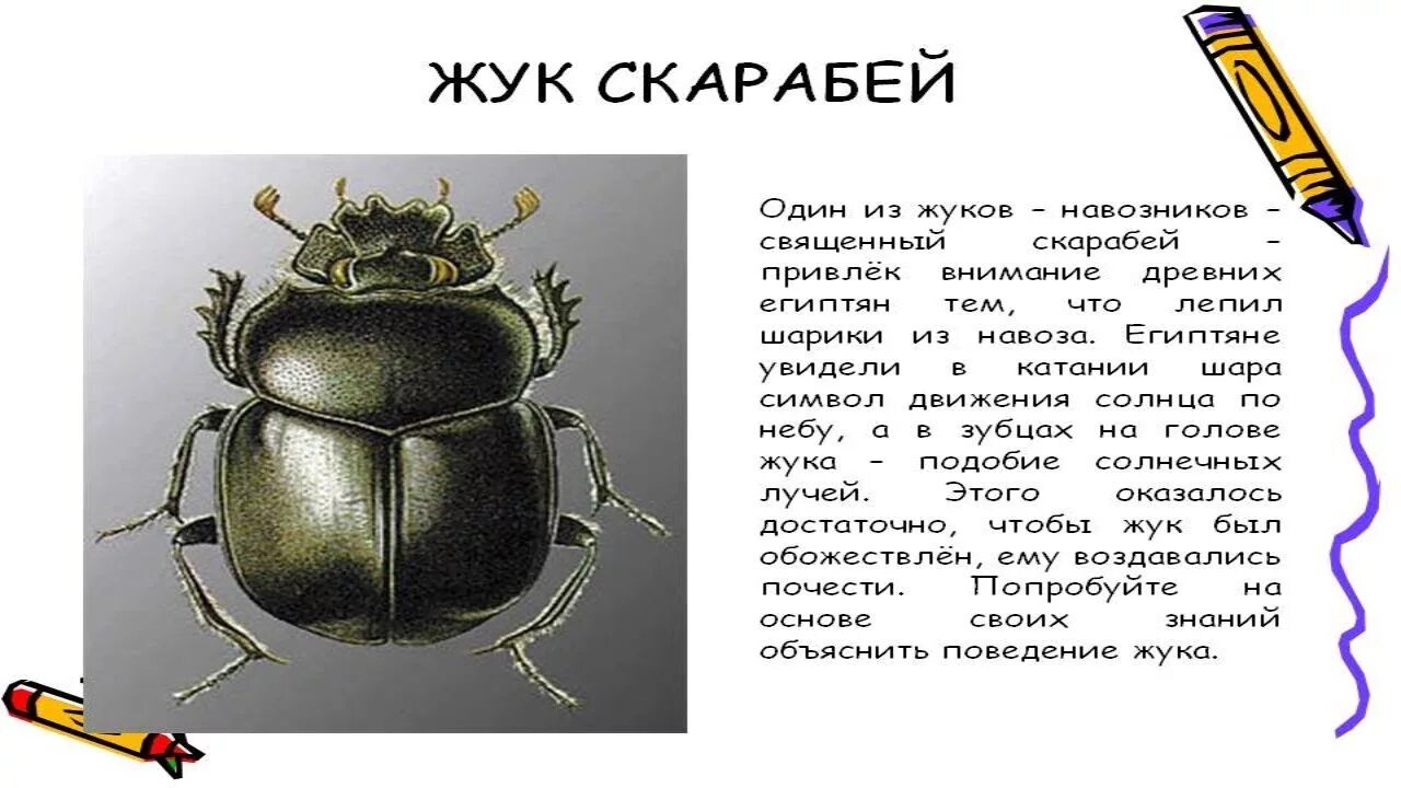 Жук скарабей в какой природной зоне. Жук скарабей и Жук навозник. Священный Жук скарабей. Плотоядные жуки скарабеи. Священный скарабей интересные факты.