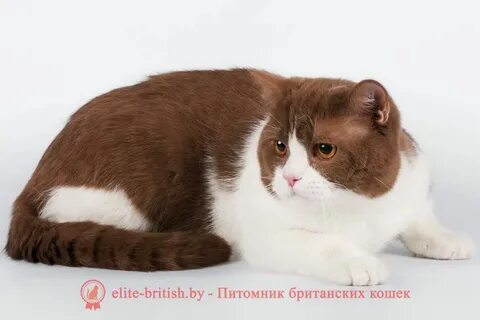 Шоколадно белый кот