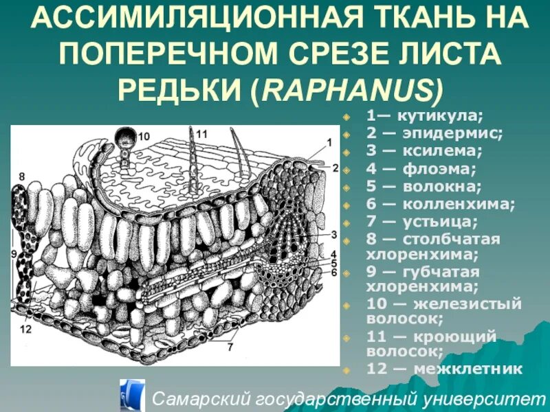 Ассимиляционная ткань паренхима. Ассимиляционная хлоренхима. Ассимиляционная ткань на поперечном срезе листа редьки. Хлоренхима строение.