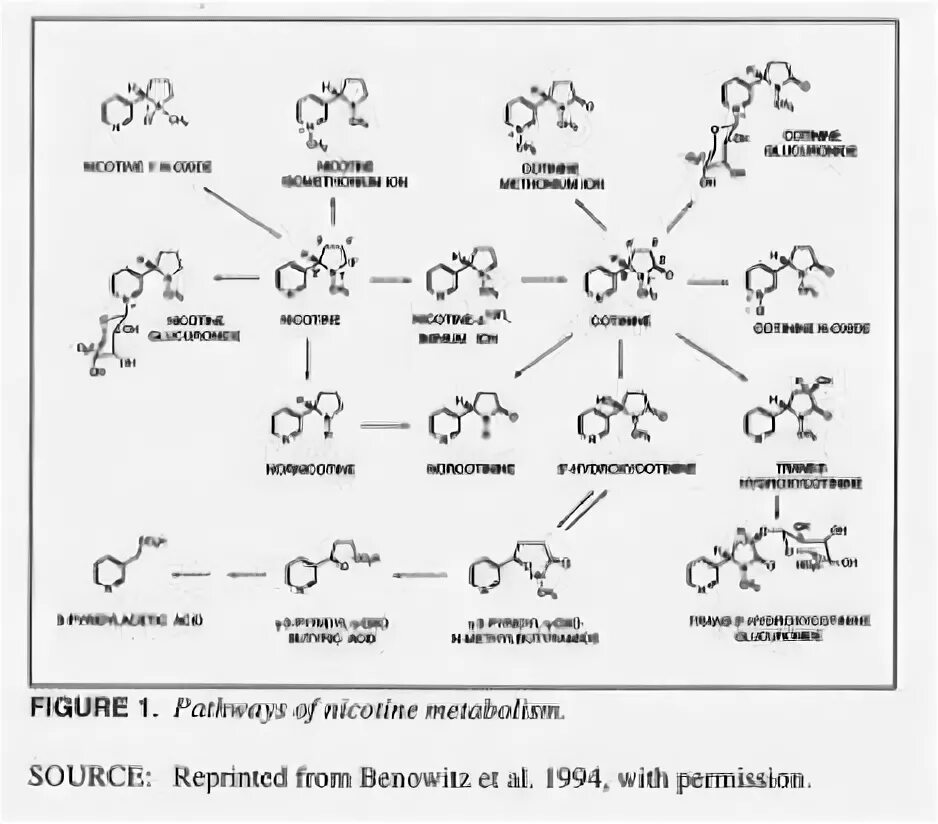 Никотин обмен веществ. Пути метаболизма никотина. Метаболизм никотина схема. Реакция окисления никотина. Метаболизм никотина в организме человека.