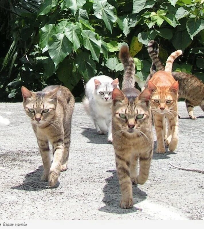 Четверо кошек. 4 Кота. Четыре смешных кота. Группа котов.