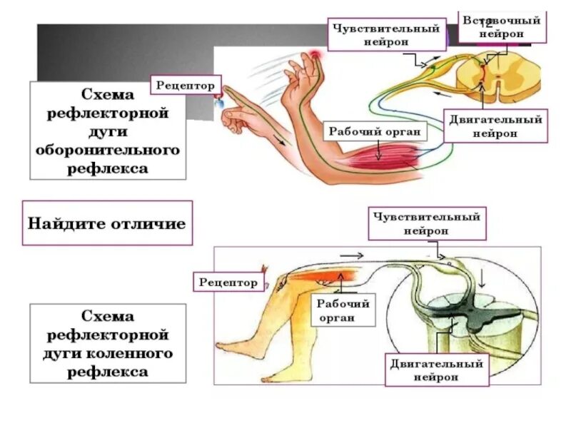 Функции двигательного и чувствительного нейронов