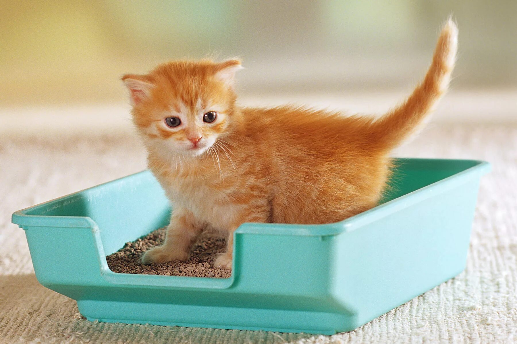 Котенок ходит в горшок