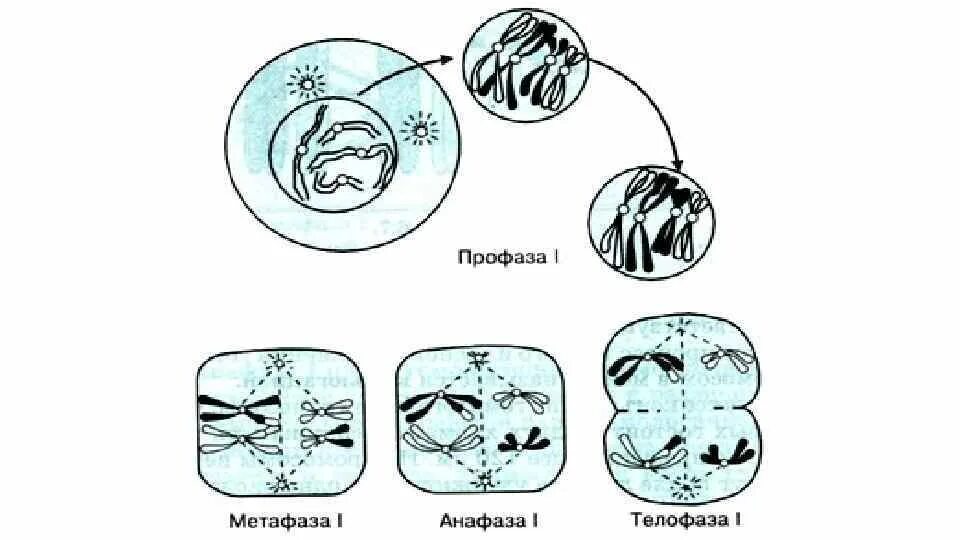 Профаза мейоза схема. Профаза 1. Профаза мейоза 1. Стадии профазы 1 мейоза. Задания егэ биология митоз мейоз