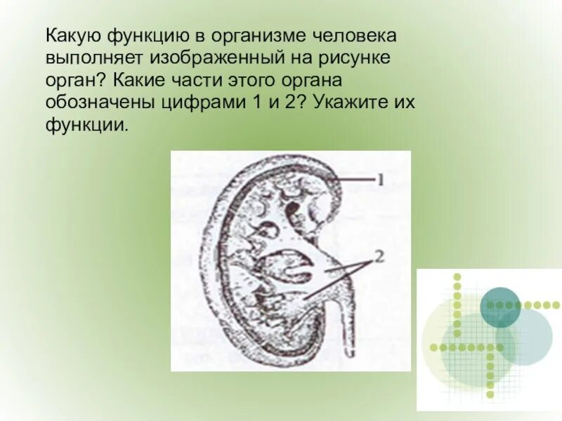 Какую функцию выполняет предмет. Какой орган изображен наирсунке. Назови части почки обозначенные цифрами. Какие функции выполняет изображенный орган. Kakoy Organ izabrajon na risunke.