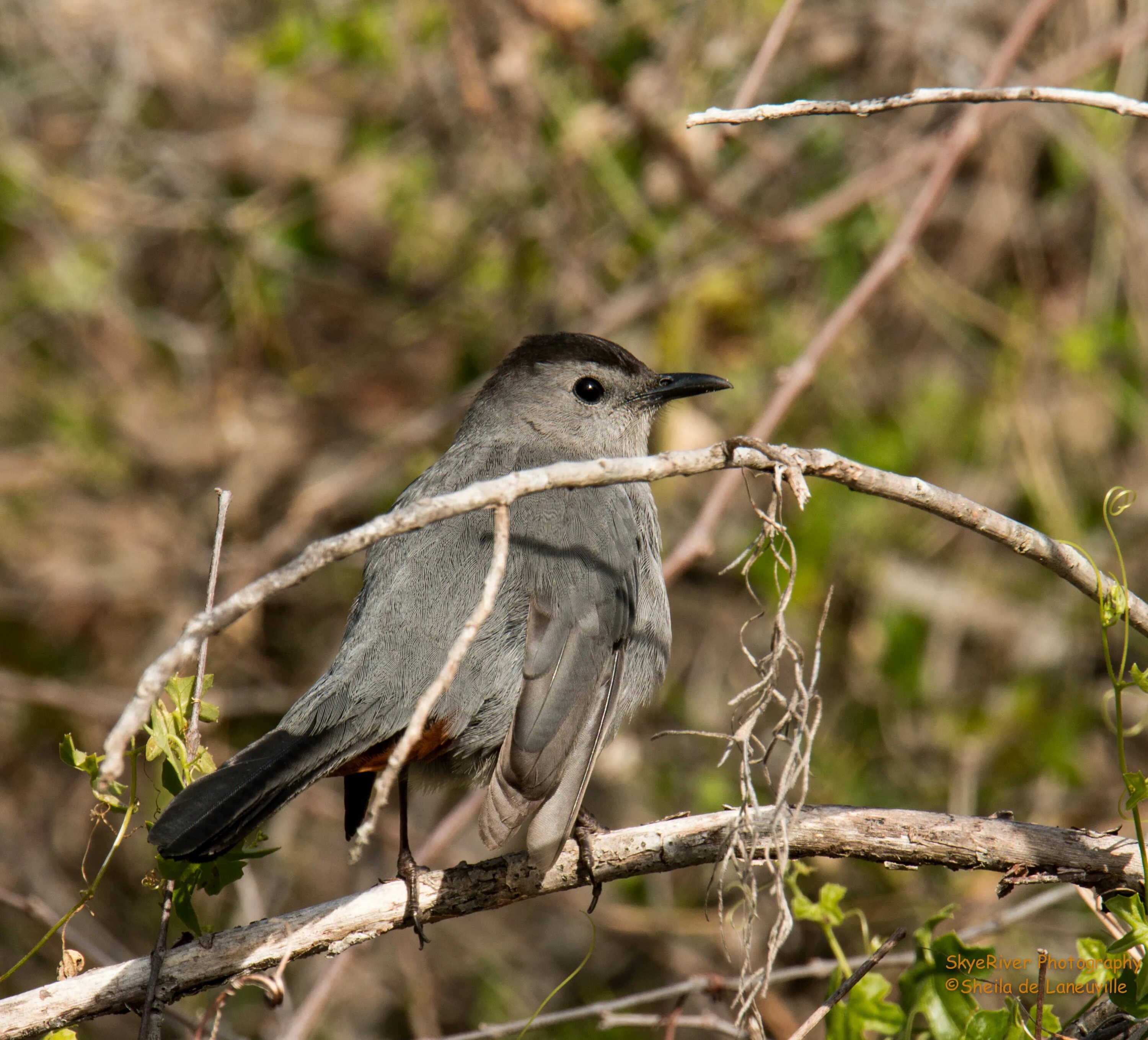 Сорокопутовая мухоловка. Gray Catbird птица. Серый Дрозд (Grey Catbird). Маленькая серая Лесная птичка.