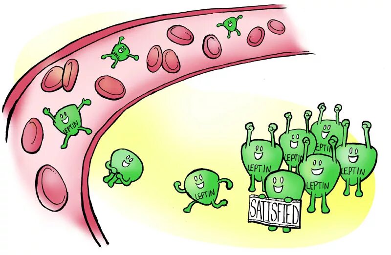 Гормоны рисунок. Лептиновая резистентность. Лептин резистентность. Рисуночки гормонов.