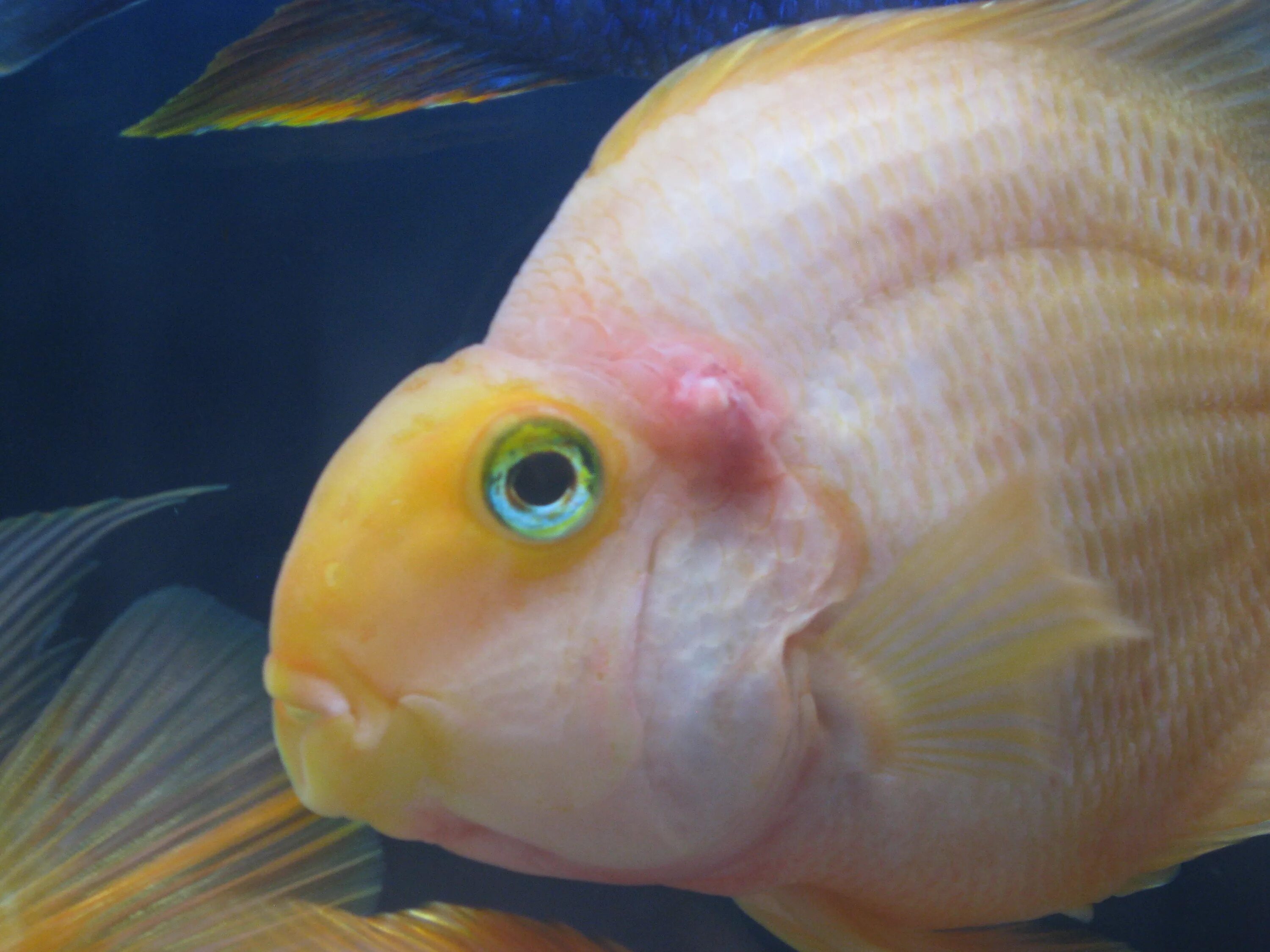 Хвост золотой рыбки. Попугай платиновый цихлиды. Цихлида попугай жемчужный. Цихлида-попугай. Золотая рыбка без чешуи.