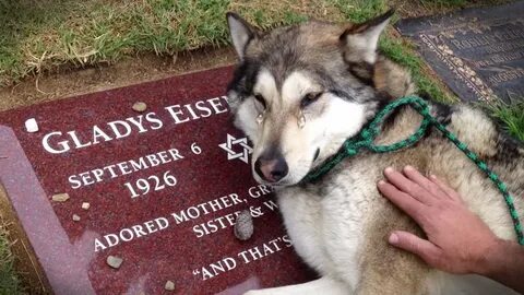 Loyal dogs