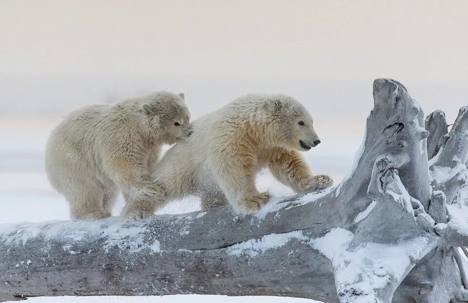 красноярский зоопарк роев ручей. в зоопарк полярники прислали двух белых медведей. в зоопарк полярники прислали двух белых медведей. московский зоопарк медвежата. в зоопарк полярники прислали двух белых медведей.