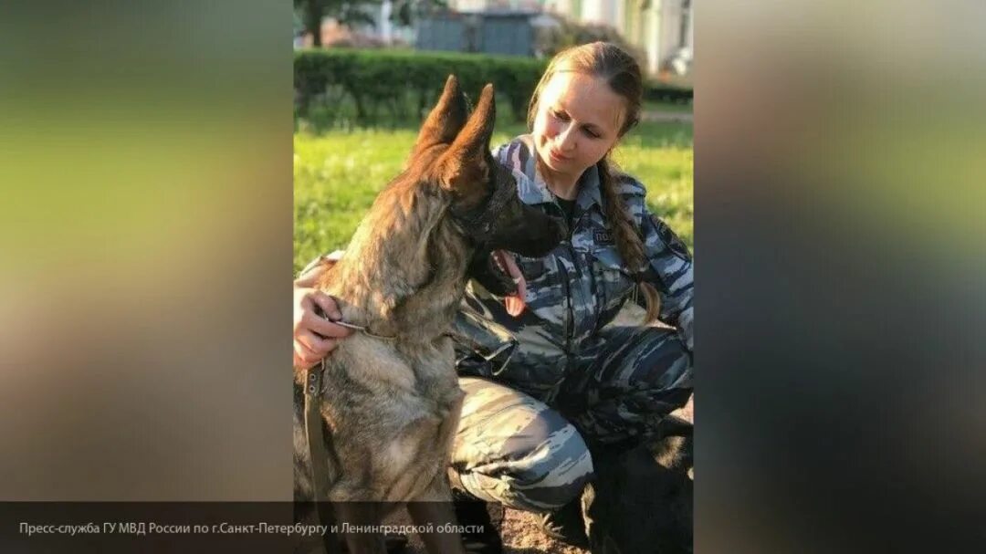 Собака спасла девочку в СПБ. Пес по кличке волк Меркурий спас девочку. Волк Меркурий спас девочку. Собака спасла девчонку от бандитов. Спас девушку от бандитов