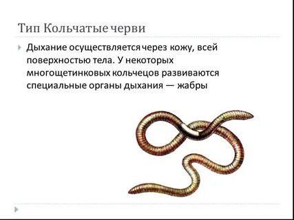 Дыхание кольчатых червей