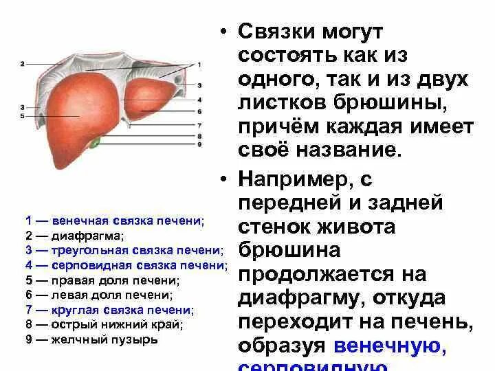 Края печени закруглены. Связки печени • серповидная связка. Венечная связка печени анатомия. Венечная серповидная круглая связки печени. Венечная связка печени брюшина.