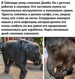 Человек у которого нет животных