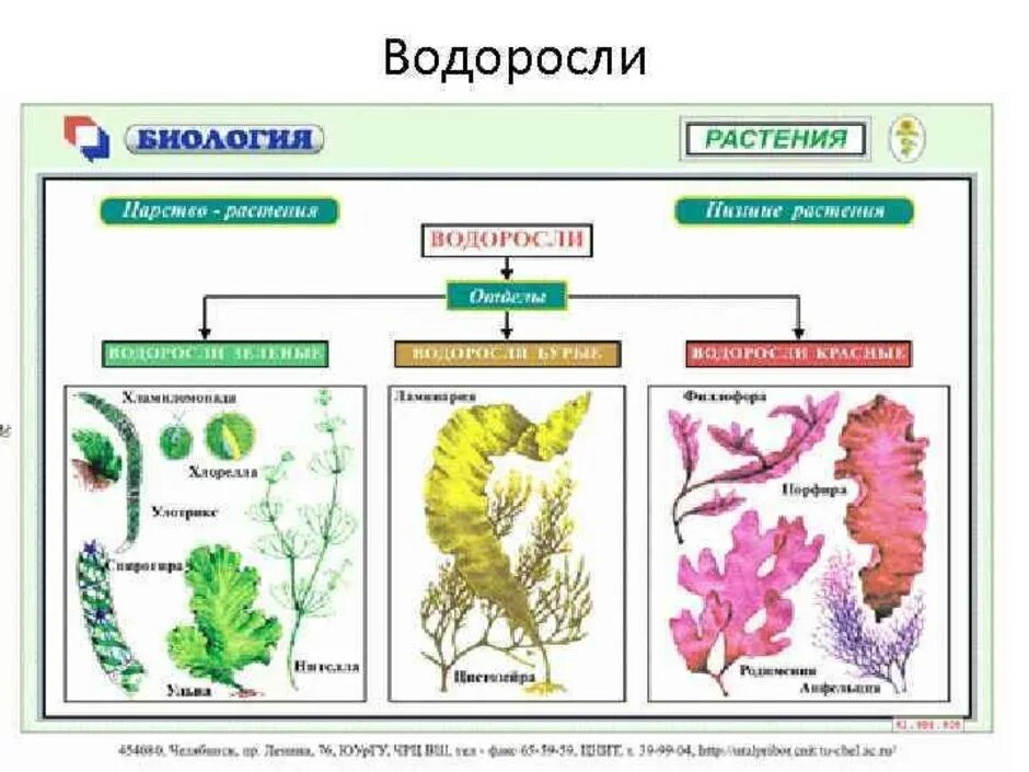 Отделы многоклеточных водорослей. Биология отдел бурые водоросли. Слоевище многоклеточные зеленые водоросли. Зелёные многоклеточные водоросли представители.