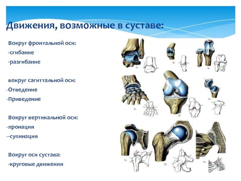 Движение суставов по осям. Схема движения суставов. Оси движения в суставах. Классификация суставов. Оси движений. Направление движения по оси