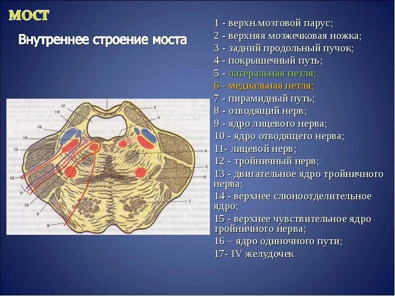 Поверхности заднего мозга. Варолиев мост анатомия. Варолиев мост строение анатомия. Поперечный срез моста головного мозга. Варолиев мост внутреннее строение.