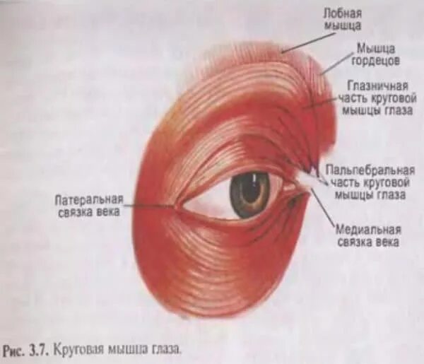 Функция круговых мышц. Круговая мышца глаза иннервация. спазм круговой мышцы глаза. мышцы глаза анатомия.