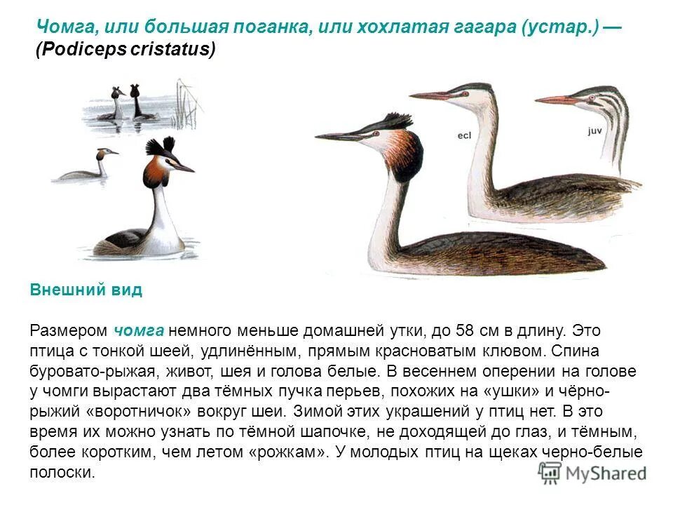 Сохраним вместе © Ясли-сад 15 г.Минска