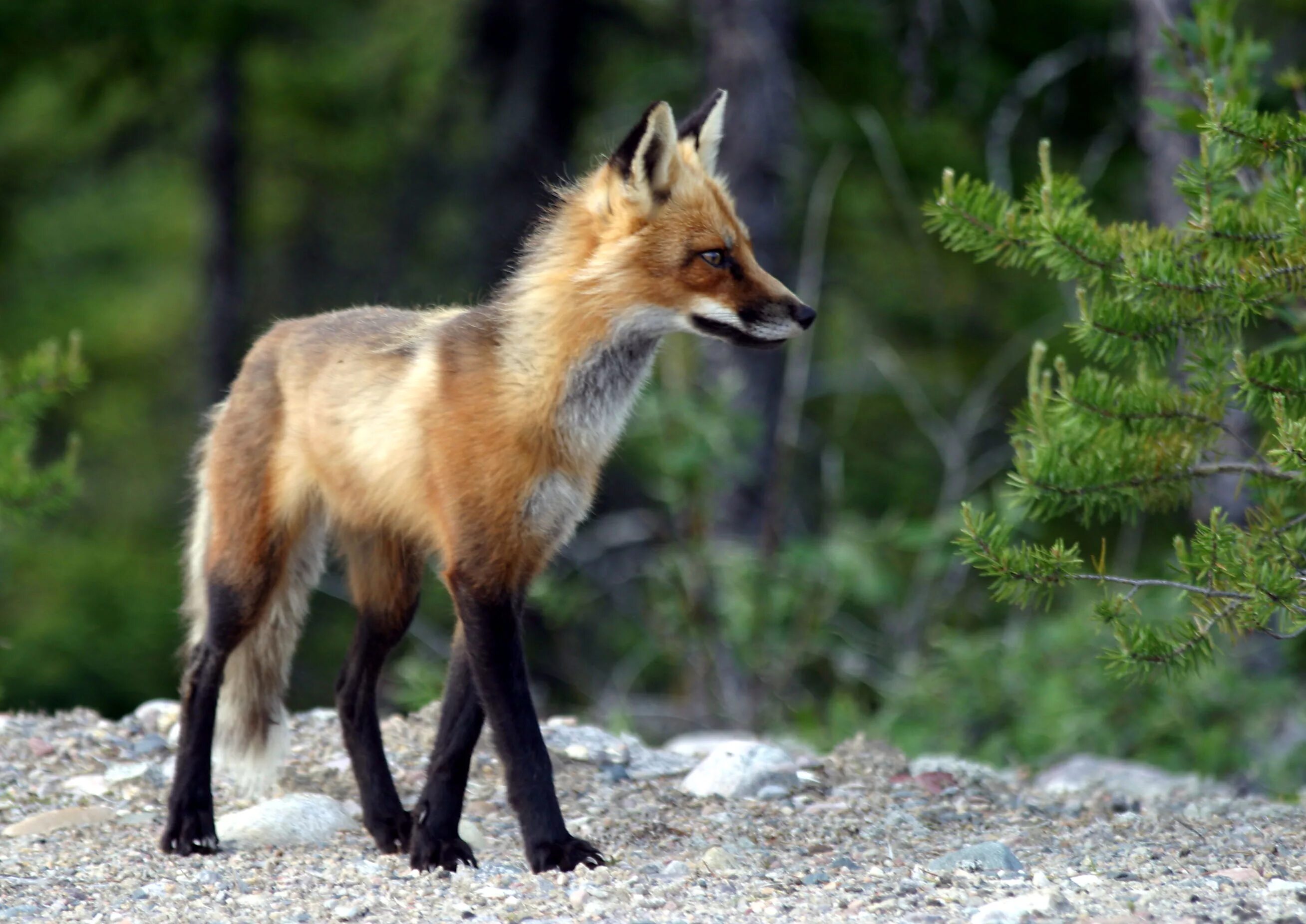 Лисица (Vulpes Vulpes). Лиса Уральская. Животный мир уральских гор. Растительный и животный мир Урала.