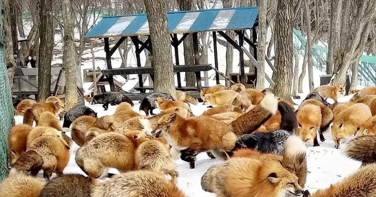 Дзао-Кицунэ-Мура. Лисья деревня в Японии. Деревня Лис в Японии. Дзао Кицунэ Мура – деревня Лис, Япония. Парки fox