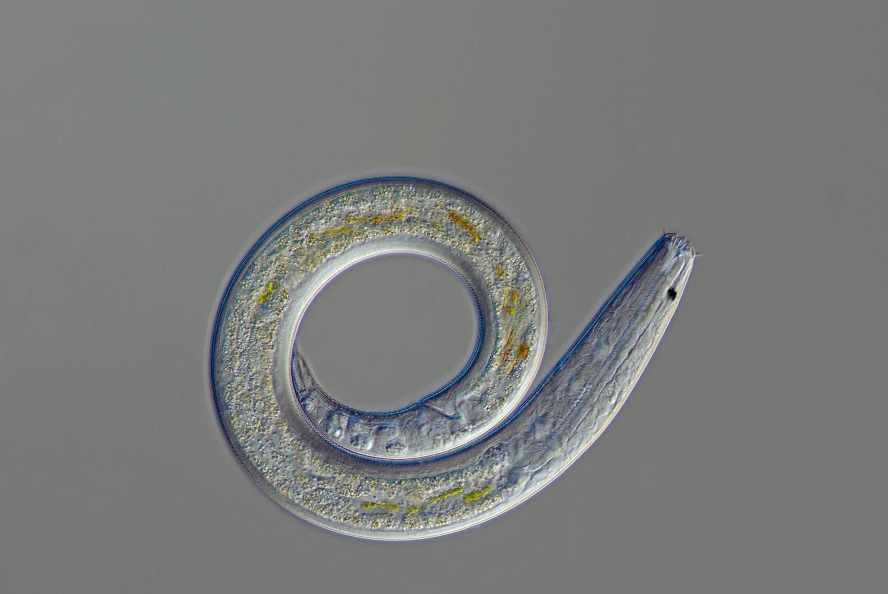 Нематоды Элеганс. Круглые черви (нематоды) микроскоп. Нематоды кольчатые черви.