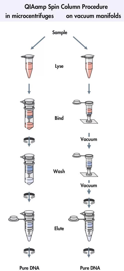 Spin columns. Выделение ДНК. Выделение ДНК на колонках. Выделение ДНК из крови. Спин колонки для выделения ДНК это.