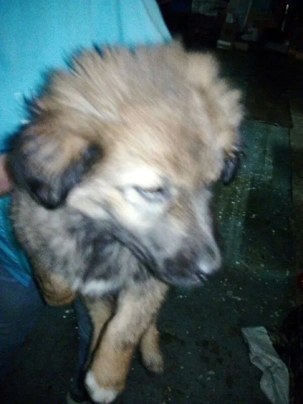 рыжий кот зеленогорск красноярского