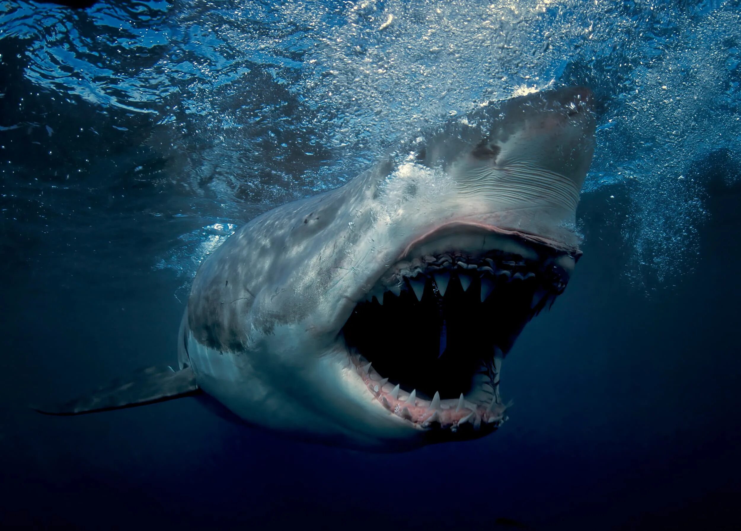 Нападения рыба. Акула. Большая белая акула.