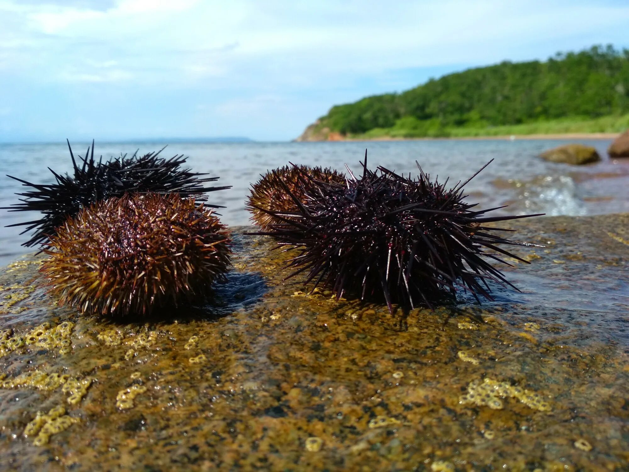 морской еж снизу. иглокожие морской еж. многоиглый морской еж. черноморский морской еж. бентос морской еж.