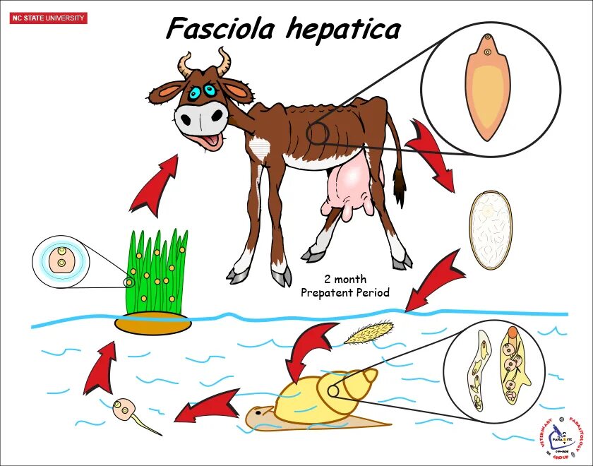 Цикл развития фасциолы печеночной. Fasciola hepatica Life Cycle. Жизненный цикл печеночной двуустки. Цикл развития Fasciola hepatica.