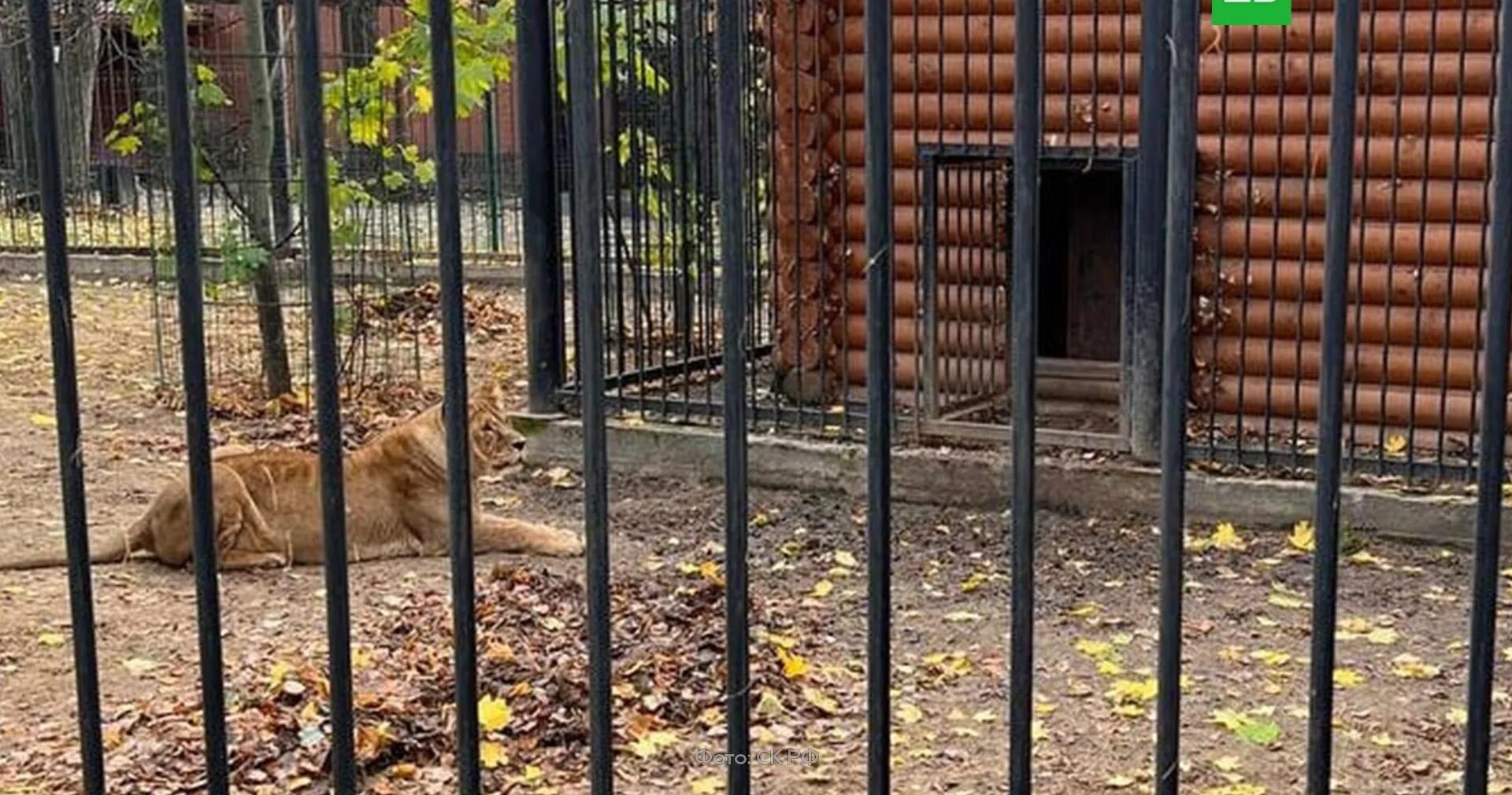 После нападения льва получил. Зоопарк Лимпопо Балахна. Зоопарк в Балахне Нижегородской области. Вольер для зоопарка.