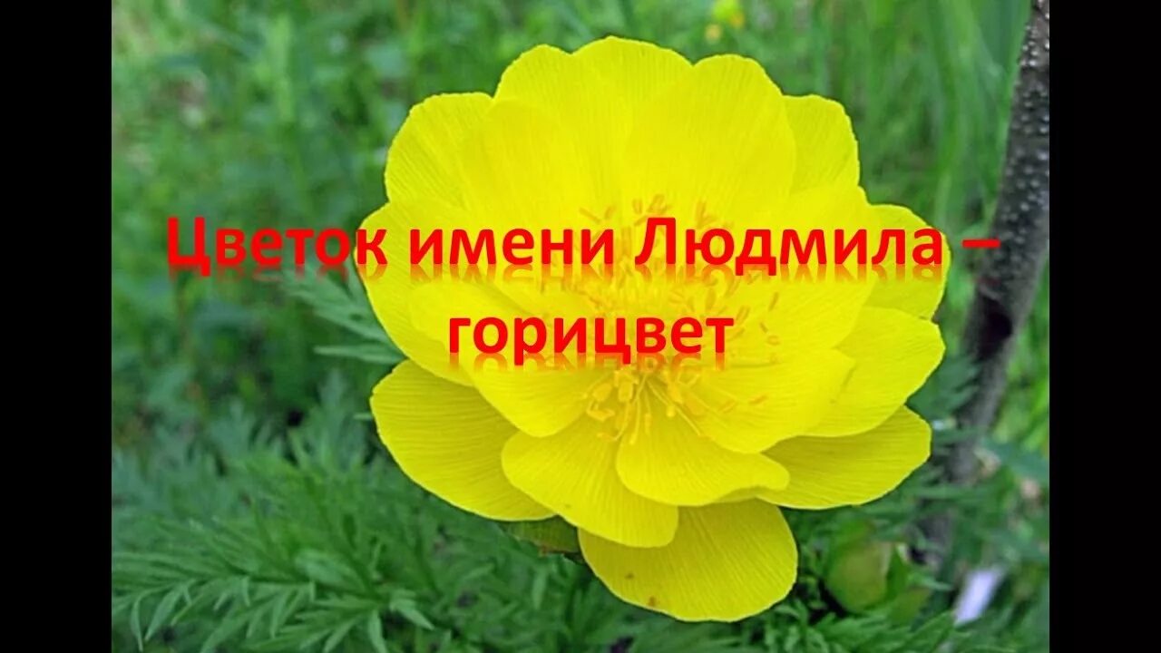 Цветок без имени. Лотос розовый будда. Цветок без имени. Цветок без имени. Цветок без имени.