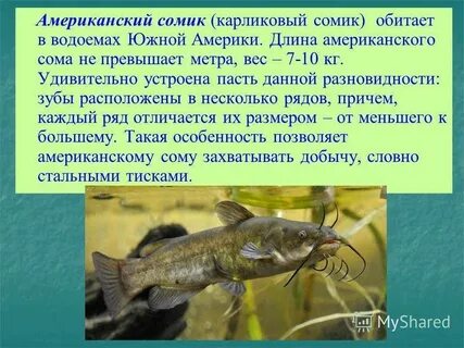 В 1 водоеме обитает