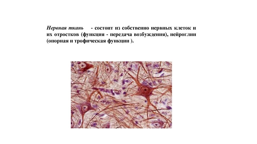 Нервная ткань состоит из ответ. Нервная ткань человека микропрепарат. Строение нервной ткани человека анатомия. Нервная ткань животного строение. Нервная ткань строение микроскоп.