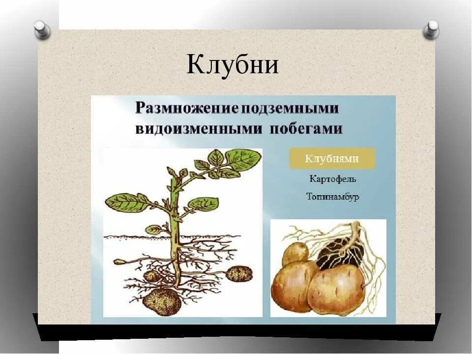 Вегетативное размножение клубнями. Вегетативное размножение клубнями и луковицами. Что размножается корневыми клубнями. Вегетативное размножение клубнями примеры растений. Клубень какой вегетативный орган