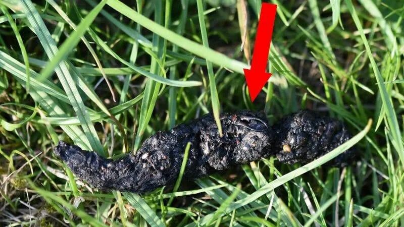 Нормальный цвет кала. Нормальный цвет кала у щенка. Почему у собаки черный кал. Вид нормального кала у взрослого. Дегтеобразный стул бывает при кровотечении.