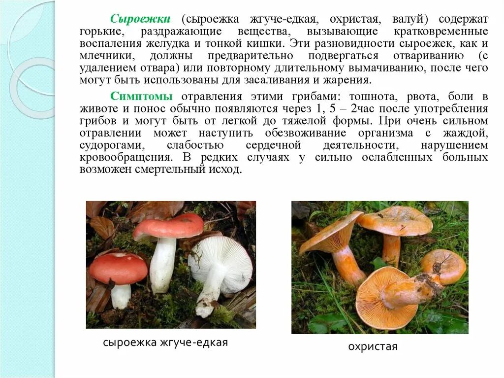 Сыроежка презентация. Почему гриб сыроежка так называется. Сыроежки можно есть сырыми. Сыроежка гриб описание. Сыроежка особенности строения.