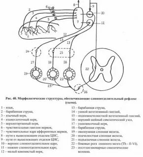Рефлекторная дуга слюнных желез